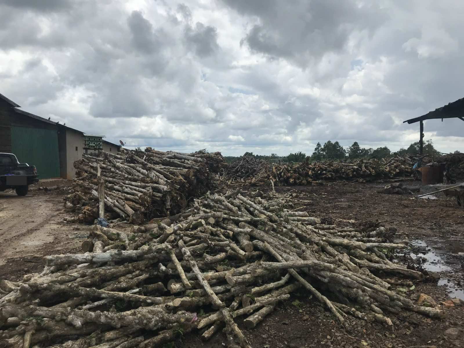 Long open yard stacked with raw cut coffee stems under a covered shed on a cloudy day