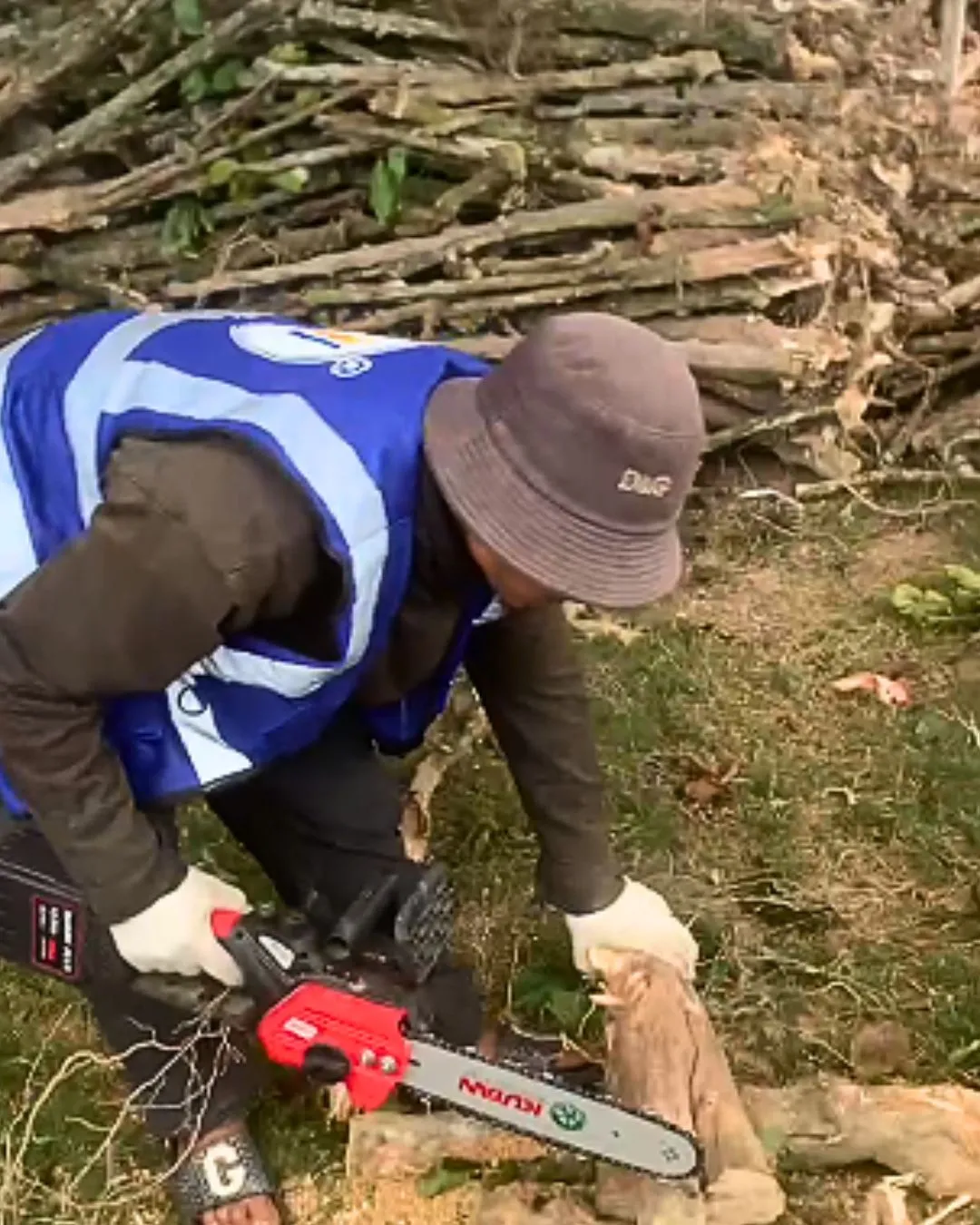 Worker cutting coffee wood with a chainsaw during plantation replanting