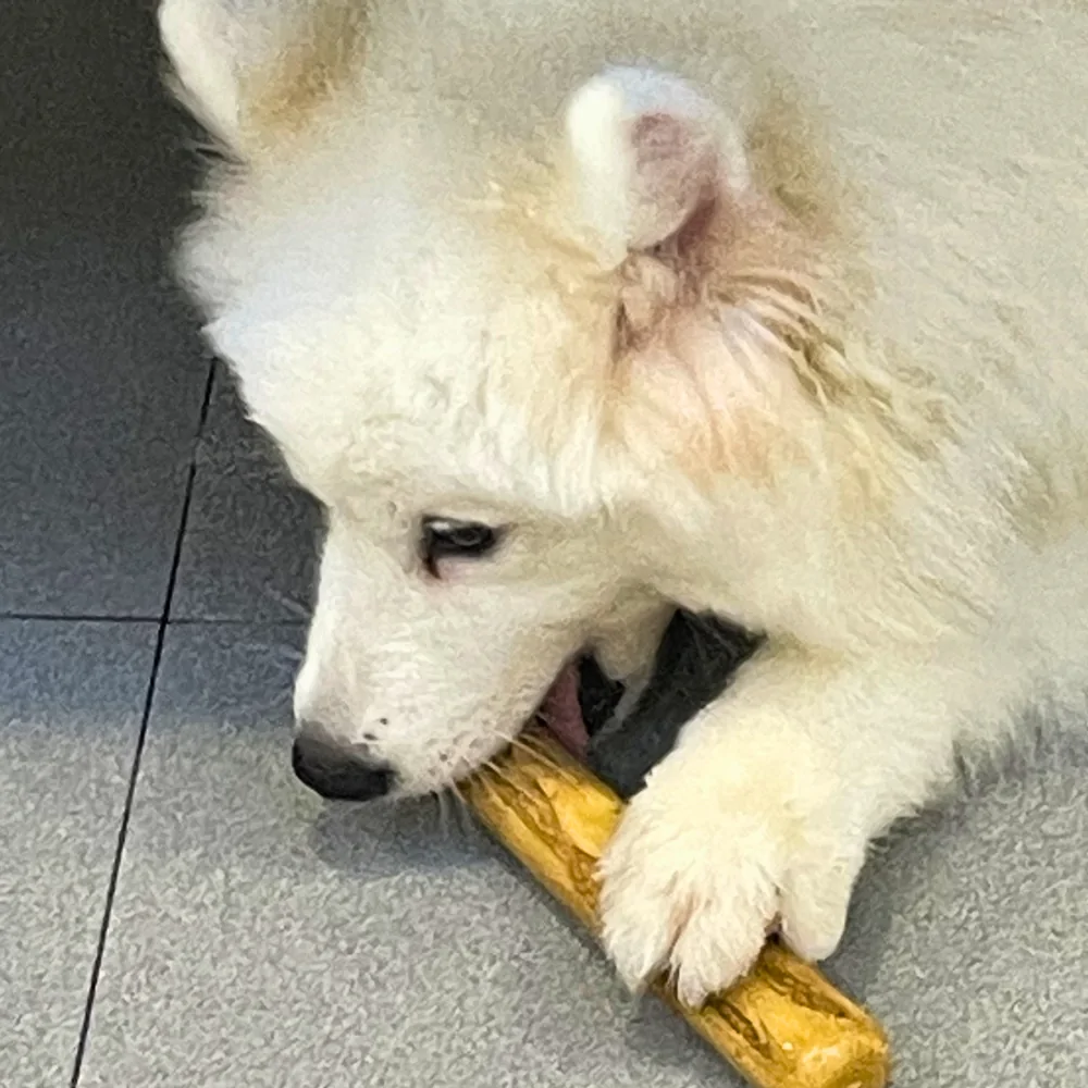 A small white dog chewing a small coffee wood stick indoors