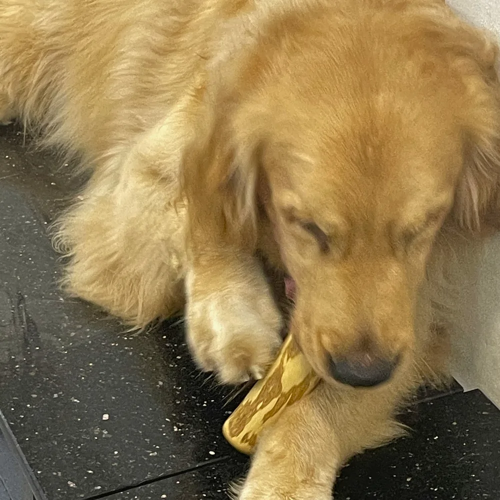 A golden retriever carrying a coffee wood chew stick