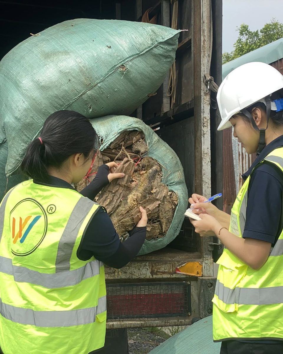 WINVN INT staff inspecting a delivery of raw coffee wood in Vietnam