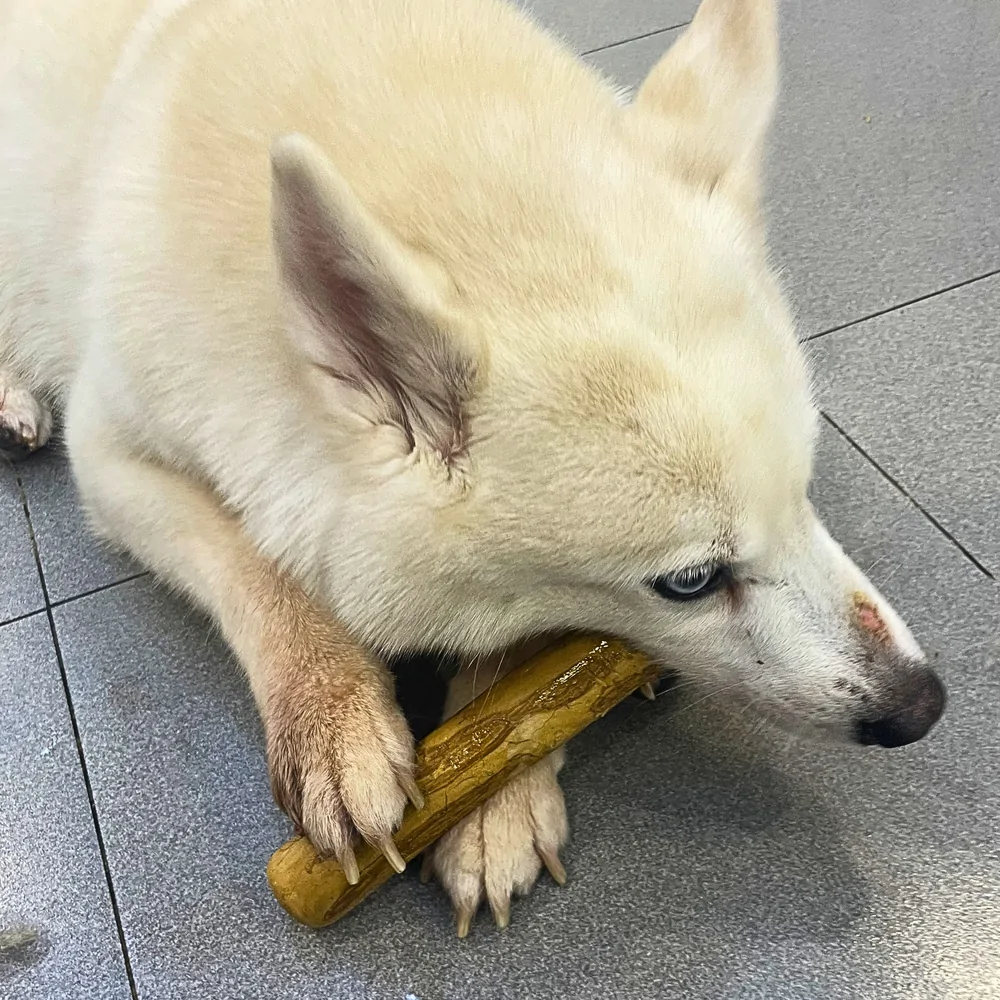 A light-coated dog chewing a coffee wood stick on a tiled floor